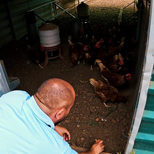 Ensayo de alimentación animal