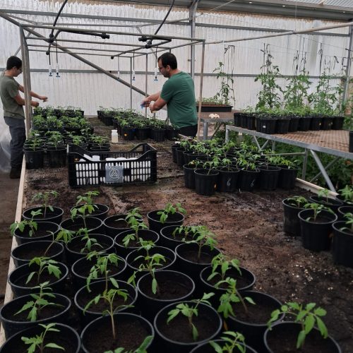 Ensayo biostimulante en invernadero