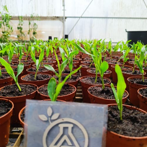 Ensayo millo nuevos formulados