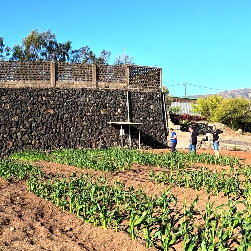Finca experimental en Güimar